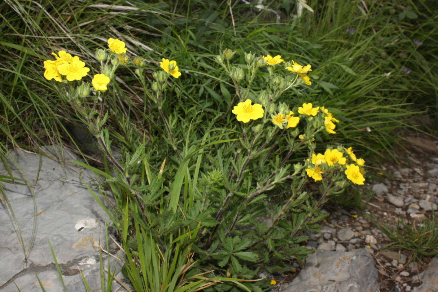 Potentilla pedata / Cinquefoglia pedata